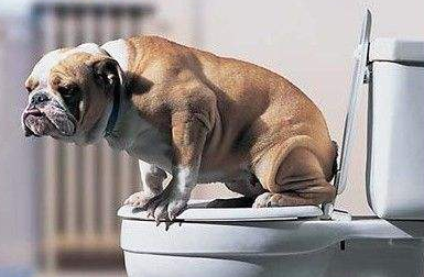 突然发现狗狗便便时出血怎么办?铲屎官要知道狗狗便血的5大原因(图6)