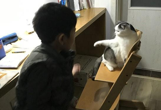 人猫大战!只为抢夺写作业有利地形,结局却令人哭笑不得(图2)