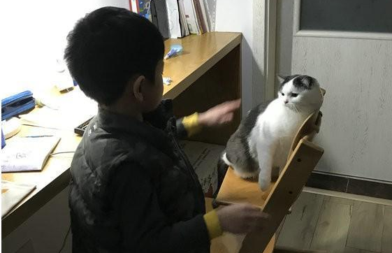 人猫大战!只为抢夺写作业有利地形,结局却令人哭笑不得(图1)