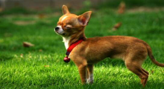 刚抱回家的吉娃娃有什么需要注意的?刚抱回家的吉娃娃不能做这几件事情(图3)