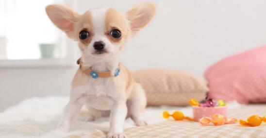 刚抱回家的吉娃娃有什么需要注意的?刚抱回家的吉娃娃不能做这几件事情(图2)