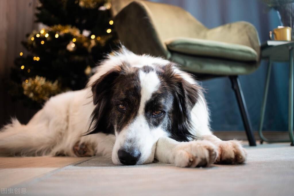 狗狗吃自制狗粮有哪些优缺点?如何自制狗粮?(图3)