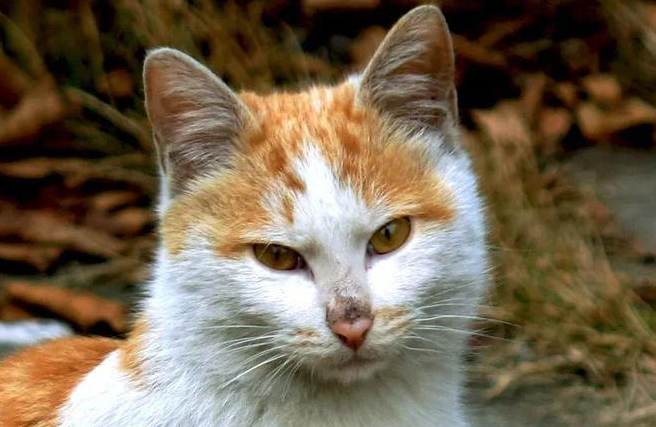 网友家的猫丢失后,流浪猫得知后竟亲自寻回猫咪并领回家!(图1)