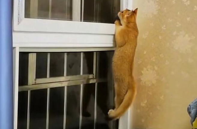 网友家的猫丢失后,流浪猫得知后竟亲自寻回猫咪并领回家!(图2)