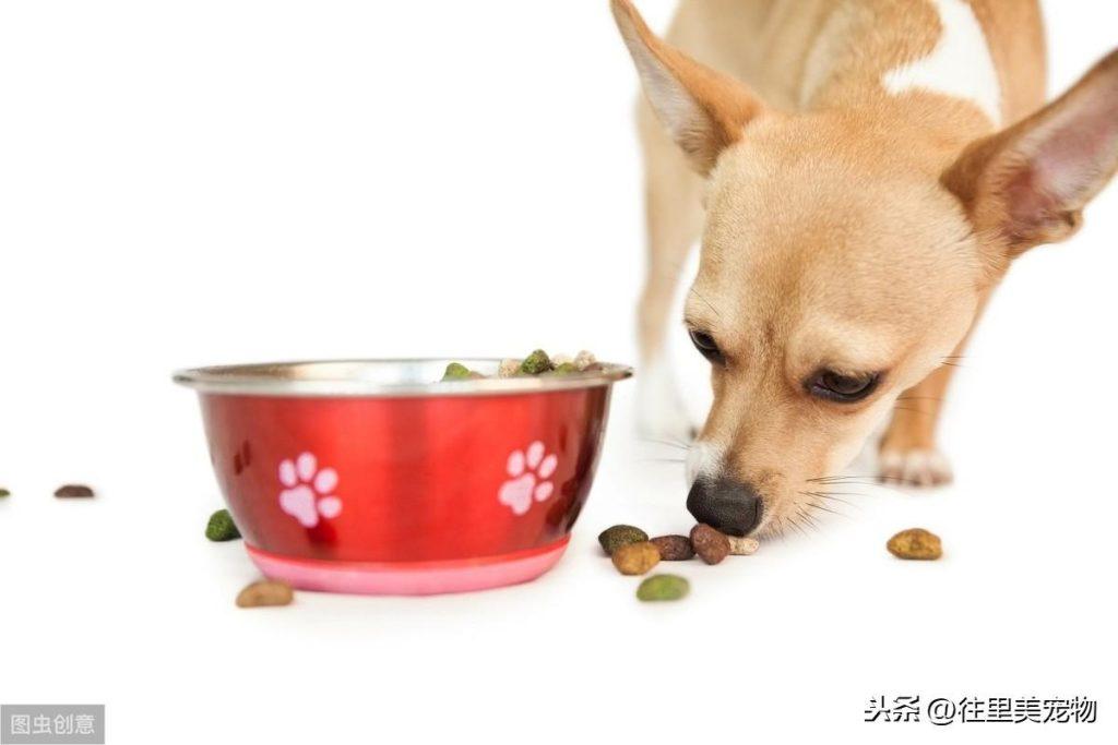 狗狗挑食怎么办?介绍3种自己在家就可以做的狗粮,让狗狗胃口大开(图3)