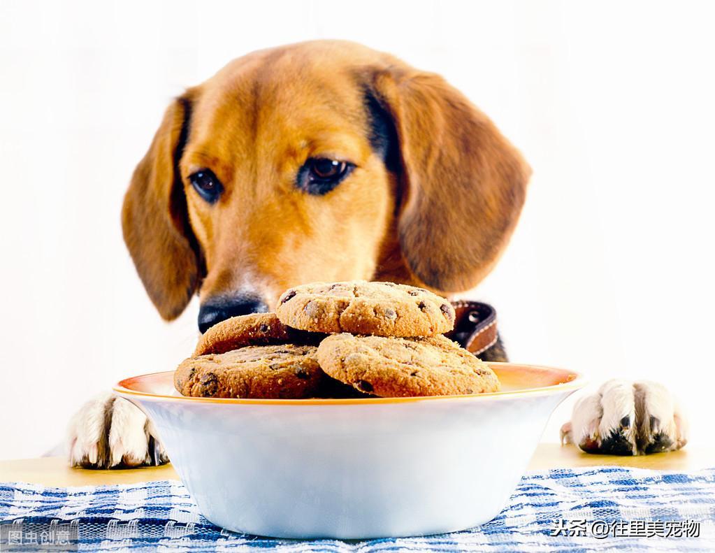 狗狗挑食怎么办?介绍3种自己在家就可以做的狗粮,让狗狗胃口大开(图2)