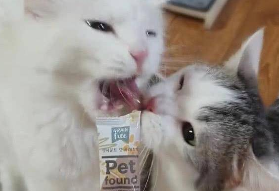 两只猫抢零食吃,随后的画面令人笑喷,猫:哎,咬到我舌头了(图2)