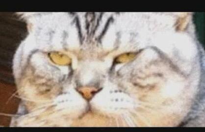 养猫一年差前后变化!这故事告诉我们头一定要天天洗,不然会长猫(图2)