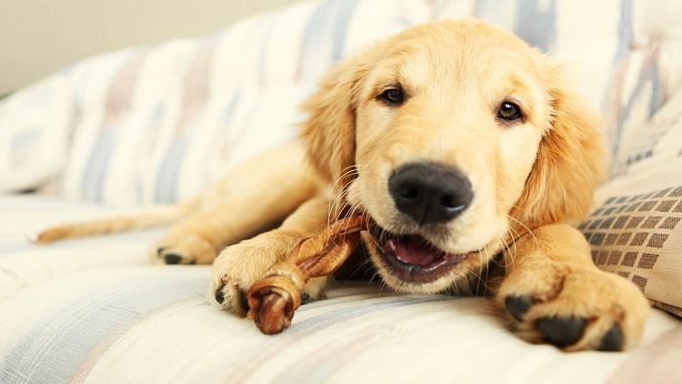 哪些情况需要泡软狗粮?狗粮又该如何泡软而不影响营养和口味?(图1)