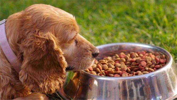 哪些情况需要泡软狗粮?狗粮又该如何泡软而不影响营养和口味?(图4)