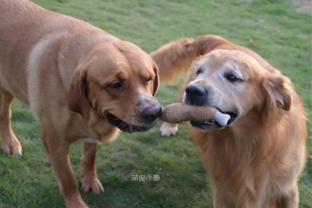 如何训练出一只聪明听话的金毛,还需要掌握4个技巧!(图1)