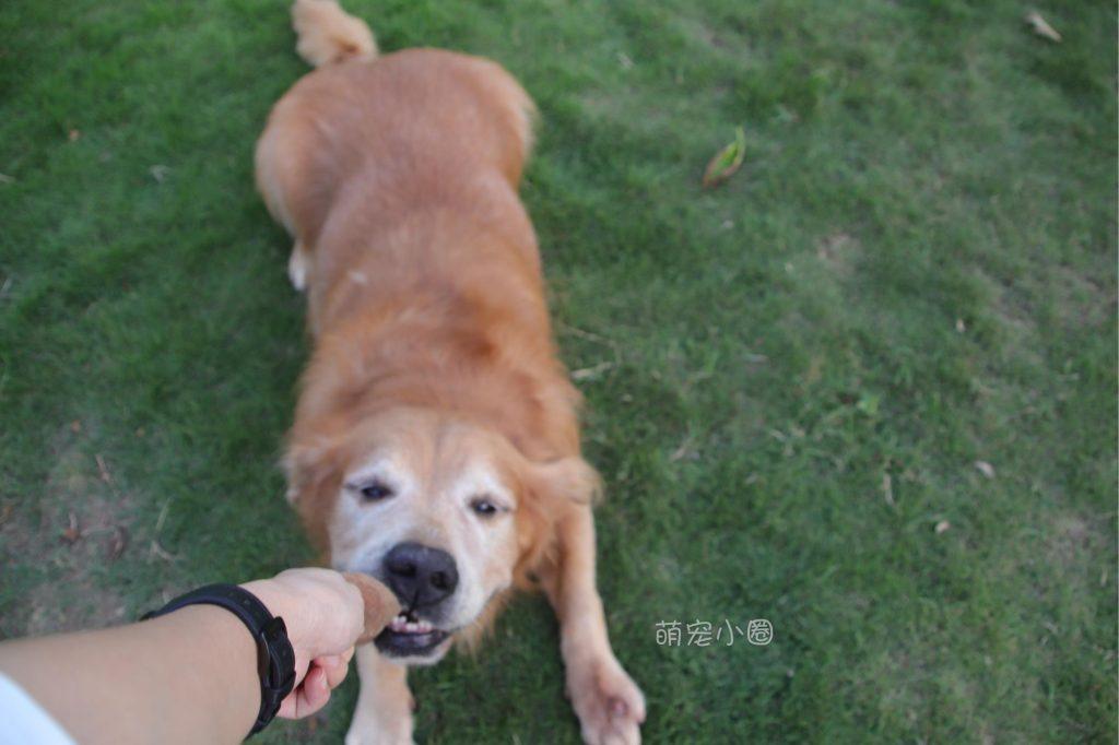 如何训练出一只聪明听话的金毛,还需要掌握4个技巧!(图2)