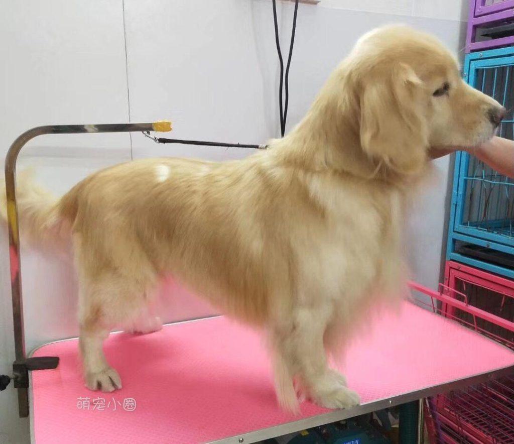 如何训练出一只聪明听话的金毛,还需要掌握4个技巧!(图3)