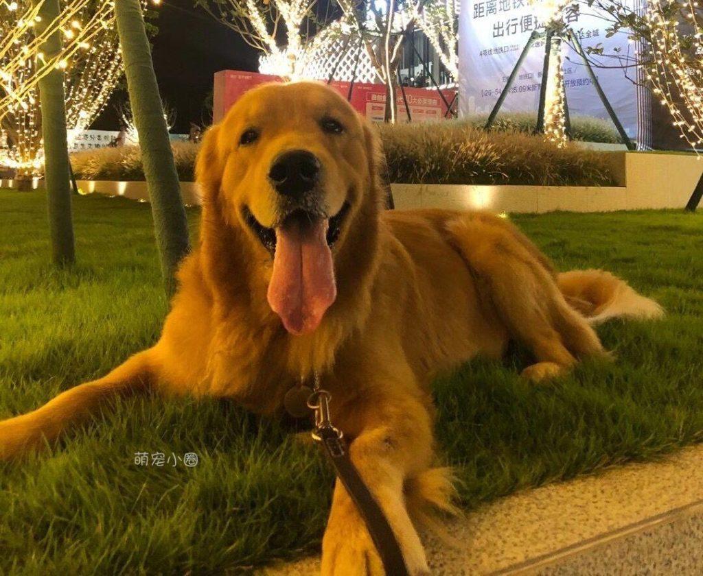 如何训练出一只聪明听话的金毛,还需要掌握4个技巧!(图4)