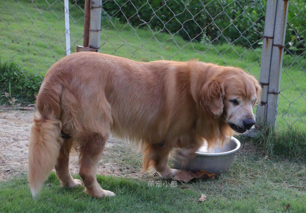 如何训练出一只聪明听话的金毛,还需要掌握4个技巧!(图5)