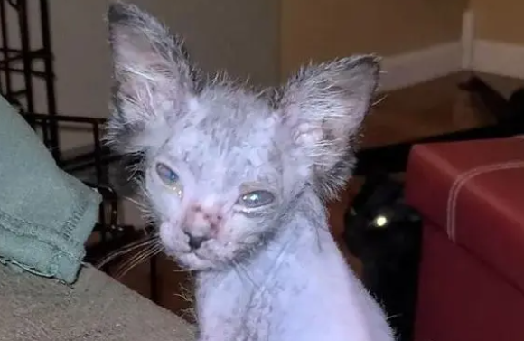 一窝小猫中的一只猫咪没有毛发,原来是狼猫(图1)