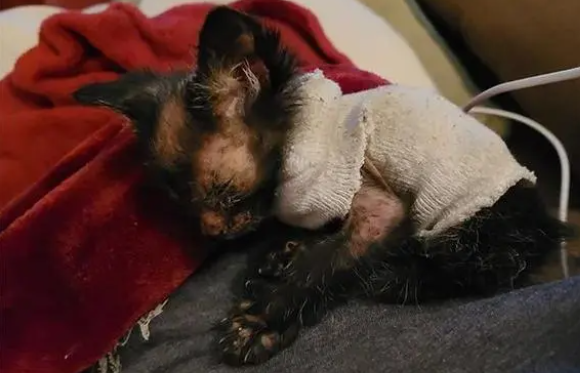 一窝小猫中的一只猫咪没有毛发,原来是狼猫(图2)