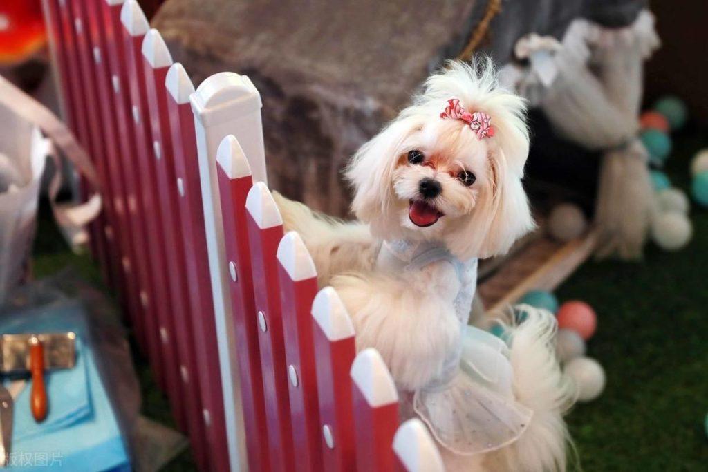 养宠家庭该如何灭蚊?养宠家庭可不可以点蚊香灭蚊?(图3)