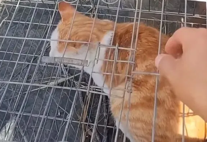 橘猫吃了价值几千的鸽子,小伙气急”放生“(图1)