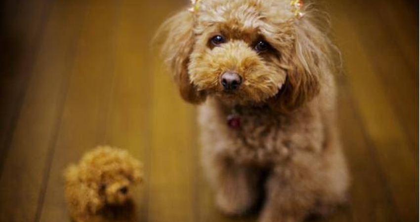 泰迪为什么会咬人,主人该从什么方面解决?泰迪咬人的两个主要原因(图1)