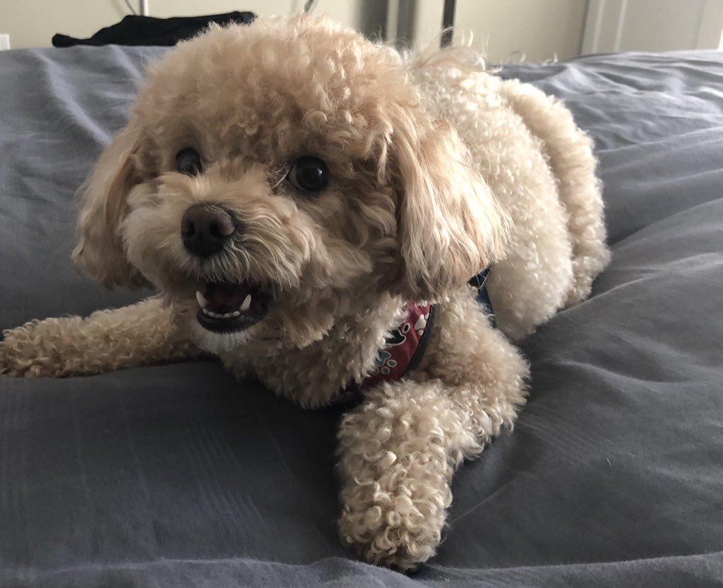 泰迪为什么会咬人,主人该从什么方面解决?泰迪咬人的两个主要原因(图3)