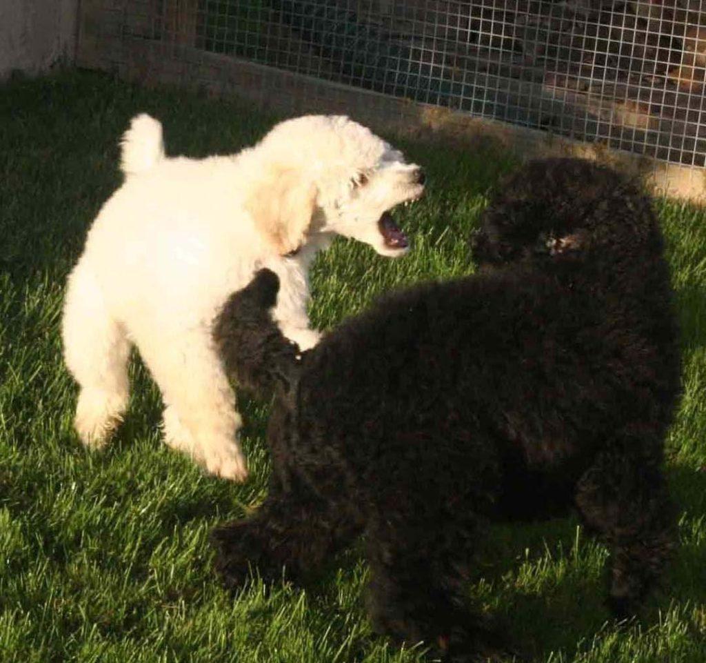 泰迪为什么会咬人,主人该从什么方面解决?泰迪咬人的两个主要原因(图2)