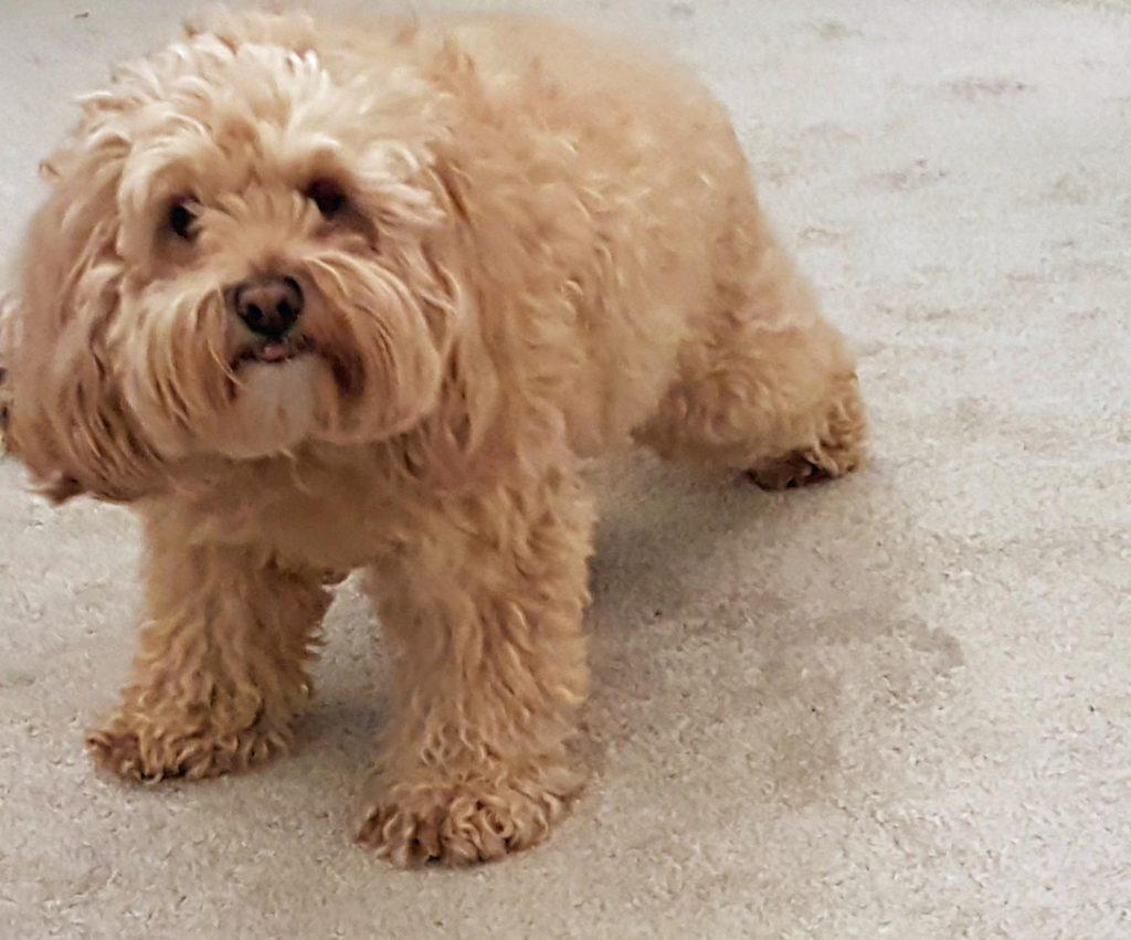 泰迪为什么会咬人,主人该从什么方面解决?泰迪咬人的两个主要原因(图4)