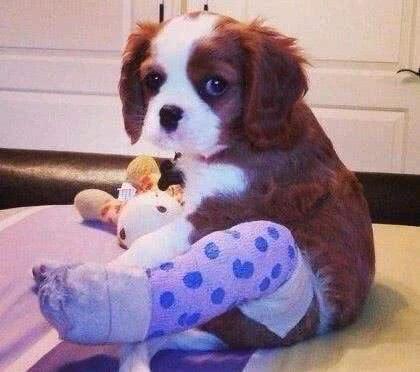 狗狗受伤了怎么办?主人必学的几个急救方法,关键时刻救狗一命(图3)