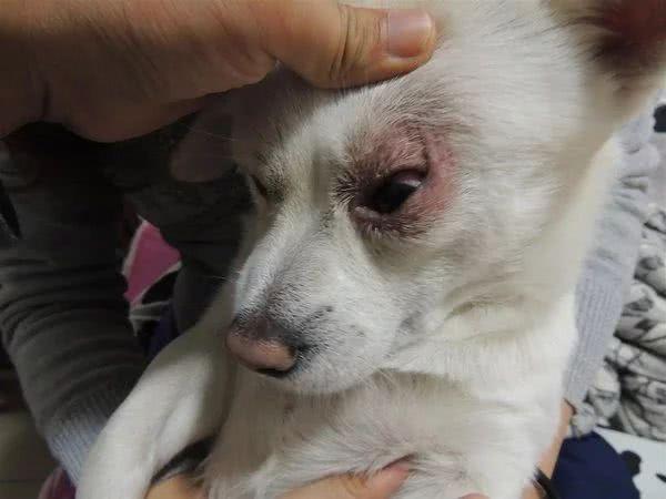 狗狗受伤了怎么办?主人必学的几个急救方法,关键时刻救狗一命(图5)