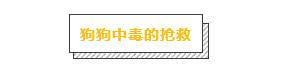 狗狗受伤了怎么办?主人必学的几个急救方法,关键时刻救狗一命(图8)