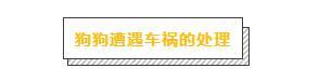 狗狗受伤了怎么办?主人必学的几个急救方法,关键时刻救狗一命(图10)