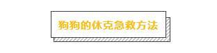 狗狗受伤了怎么办?主人必学的几个急救方法,关键时刻救狗一命(图12)