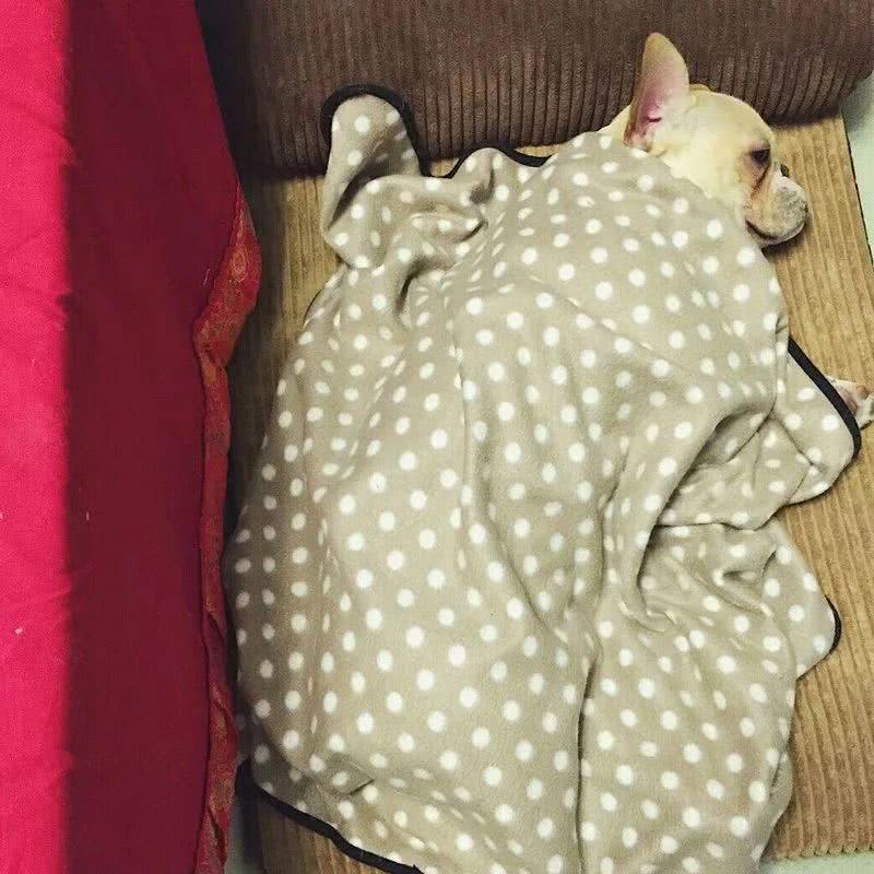 狗狗受伤了怎么办?主人必学的几个急救方法,关键时刻救狗一命(图13)