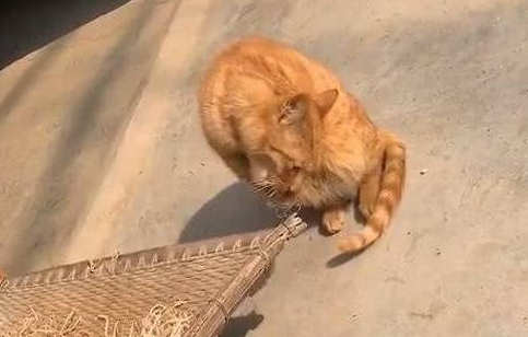 橘猫手里捧着东西吃,看清后忍不住笑喷:不愧是橘猫,什么都吃(图1)