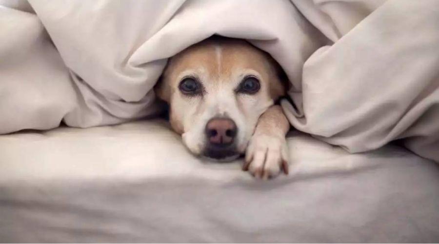 狗狗患有创伤后应激障碍怎么办?怎样让狗狗重建信心?(图6)