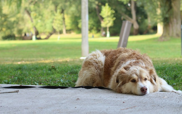 狗狗患有创伤后应激障碍怎么办?怎样让狗狗重建信心?(图3)