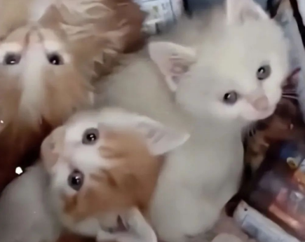 1只流浪猫待在垃圾桶里,守着不让人靠近:里面有我的孩子们呀(图2)