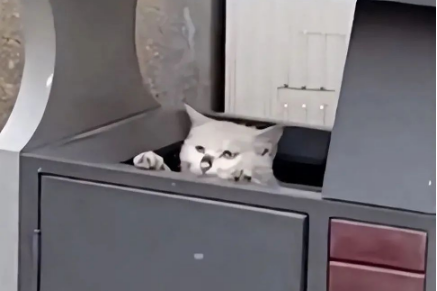 1只流浪猫待在垃圾桶里,守着不让人靠近:里面有我的孩子们呀(图1)