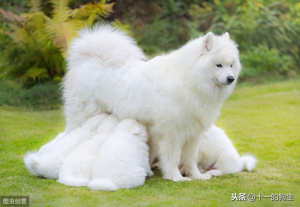 狗狗难产会有哪些迹象?母犬在分娩过程中,铲屎官要注意什么?(图1)