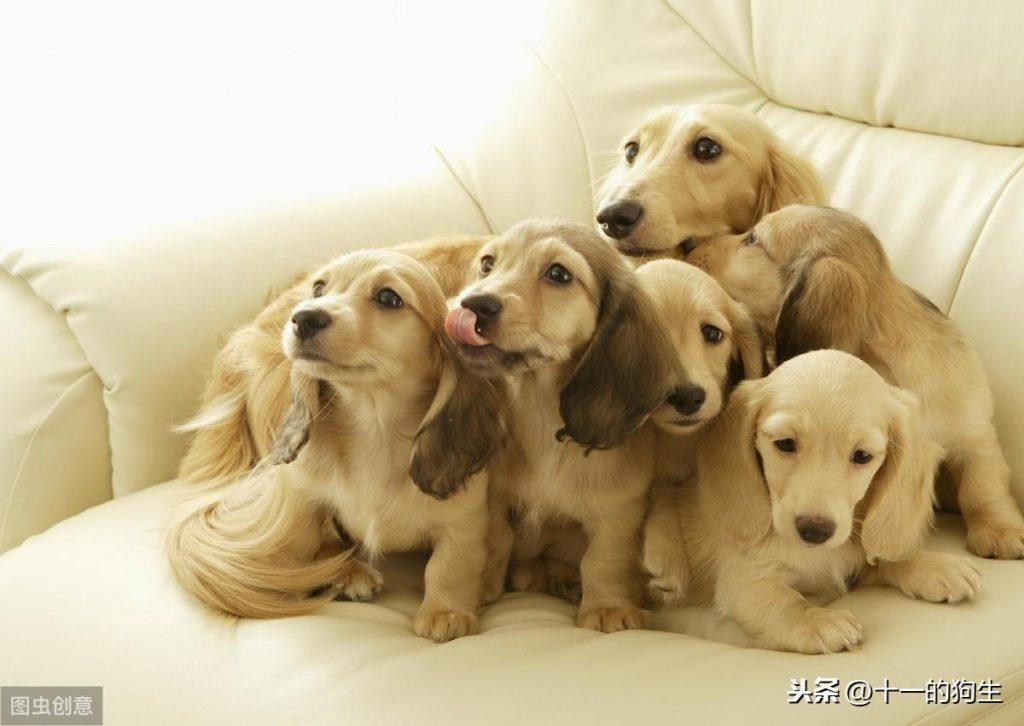 狗狗难产会有哪些迹象?母犬在分娩过程中,铲屎官要注意什么?(图2)