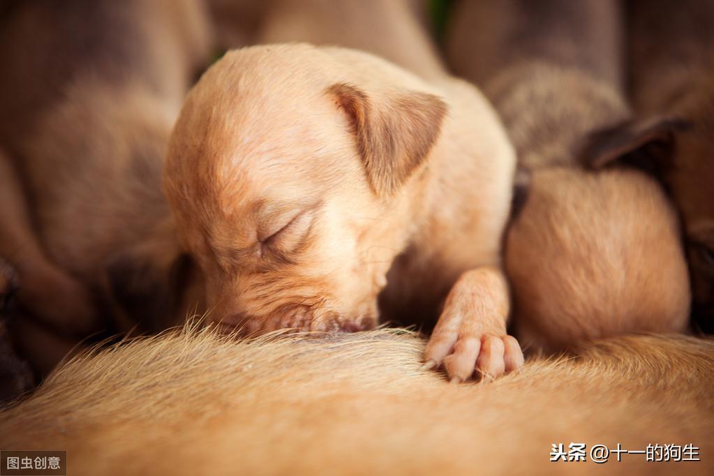 狗狗难产会有哪些迹象?母犬在分娩过程中,铲屎官要注意什么?(图7)