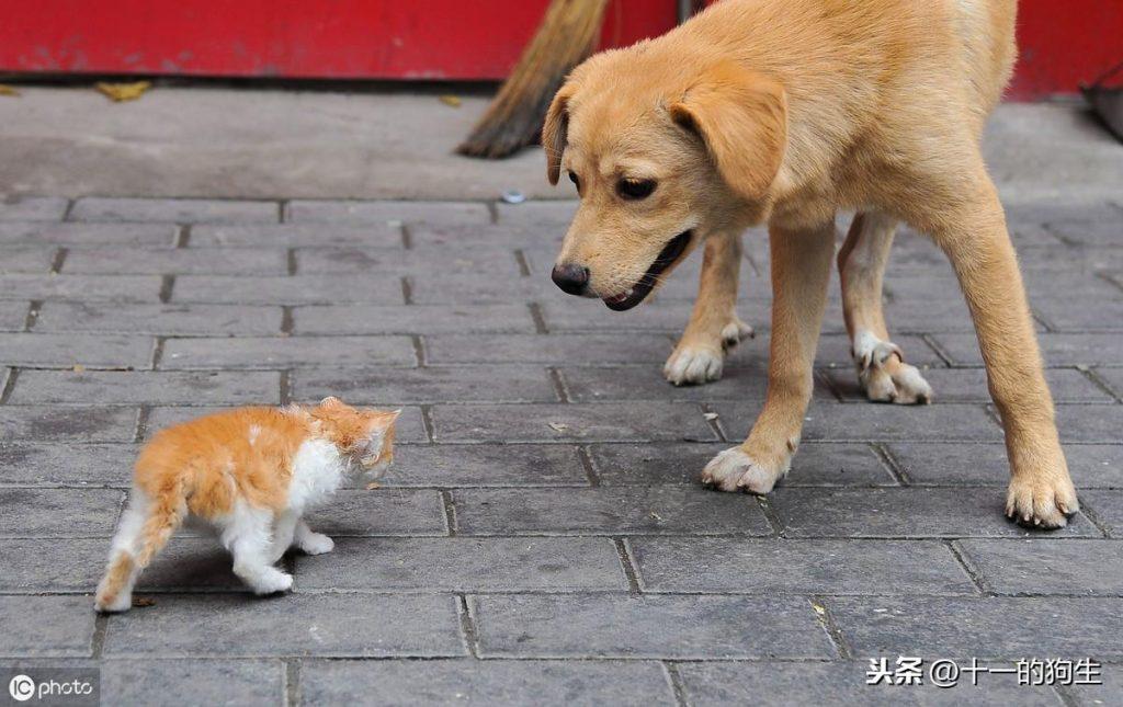 狗狗难产会有哪些迹象?母犬在分娩过程中,铲屎官要注意什么?(图4)