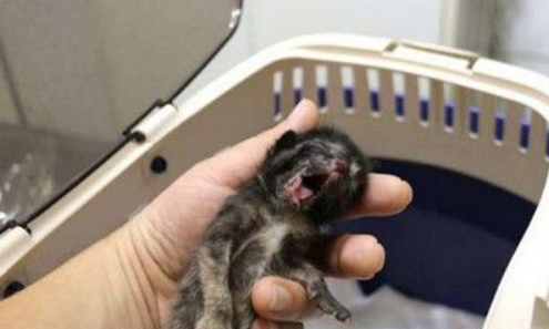 护士发现冷冰冰的流浪小猫 竟做出了这个动作(图1)