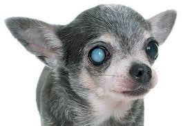 狗狗眼睛异常怎么分辨?科普:5种狗狗眼睛疾病(图2)