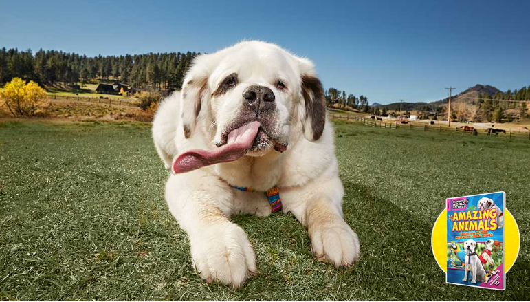 莫基的故事:全球闻名的“长舌头萌狗”,曾录入吉尼斯纪录(图1)