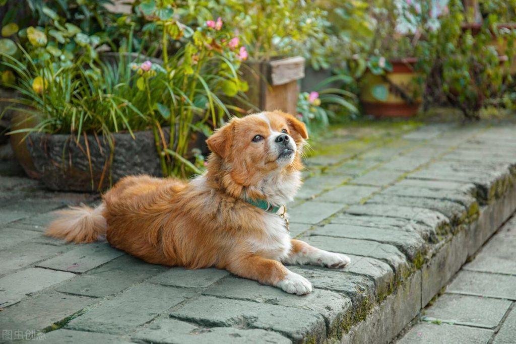 如何预防狗狗趴蹄?预防狗狗趴蹄这四点一定要做到位(图1)