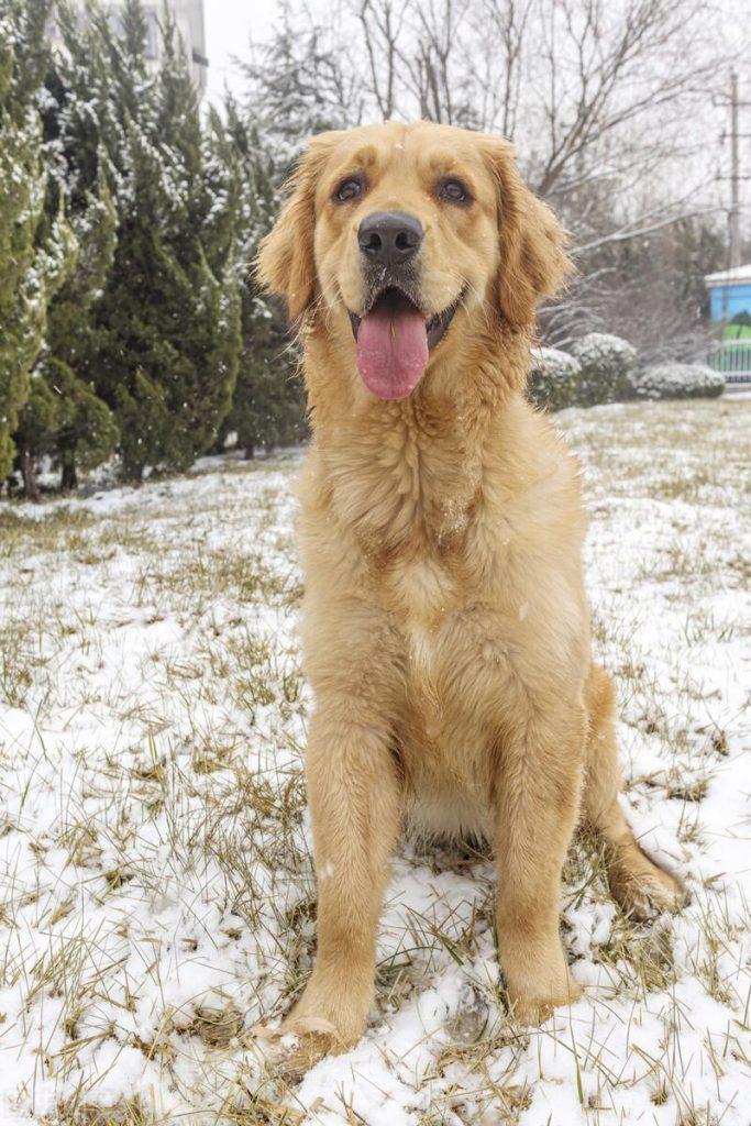 如何预防狗狗趴蹄?预防狗狗趴蹄这四点一定要做到位(图2)