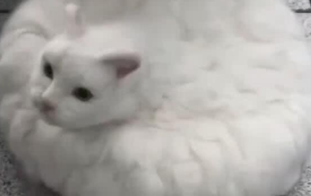 主人收集猫咪的毛发,加工成拖地猫,网友:差点就上当!(图1)