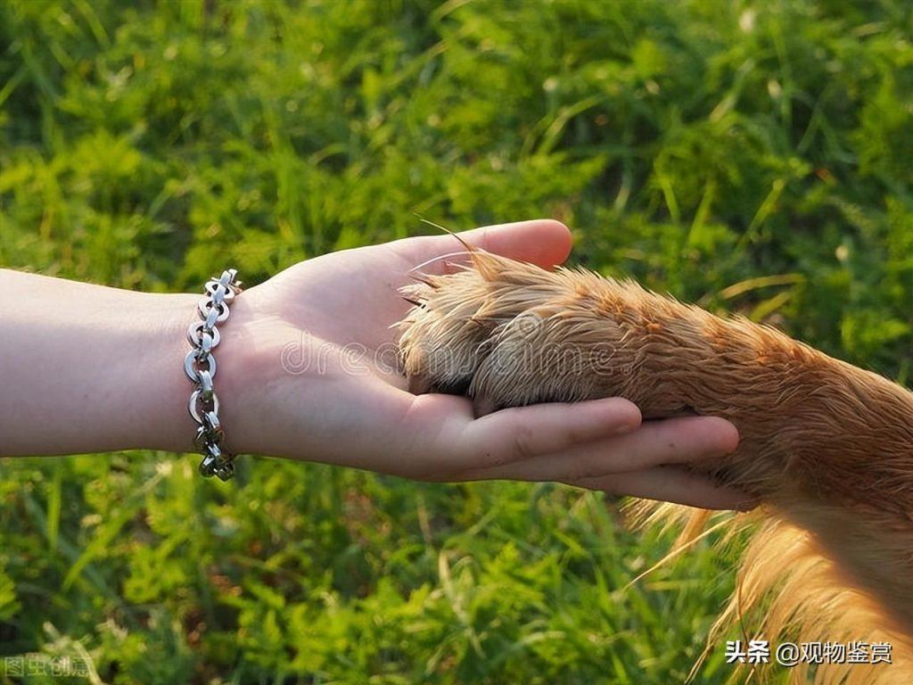 狗爪子肉垫干裂是什么原因?狗爪子肉垫干裂的处理办法(图1)