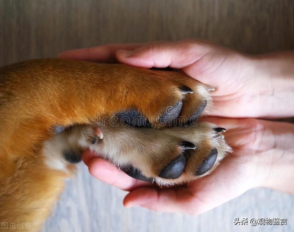 狗爪子肉垫干裂是什么原因?狗爪子肉垫干裂的处理办法(图2)